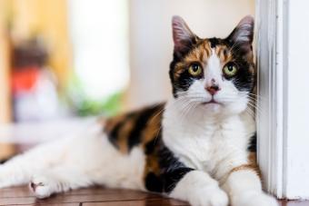 Portrait of senior calico cat lying down