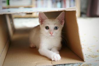Kitten In Cardboard Box At Home