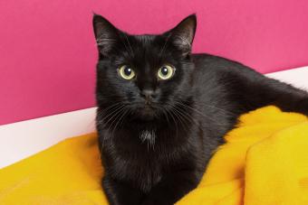 Black cat lies on a bright yellow woolen plaid