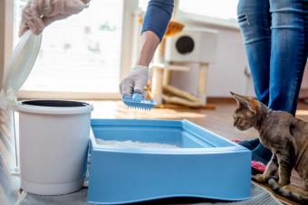 https://cf.ltkcdn.net/cats/images/slide/303704-850x566-cat-litter-box-cleaning.jpg