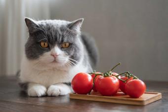 https://cf.ltkcdn.net/cats/images/slide/303712-850x566-cat-with-tomatoes.jpg