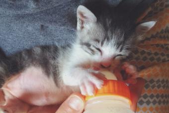 Kitten being fed from a bottle