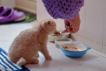 Human hand gives kitten food