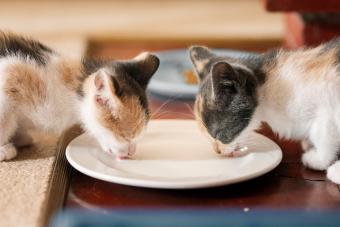 Two cute little kittens drinking from a saucer