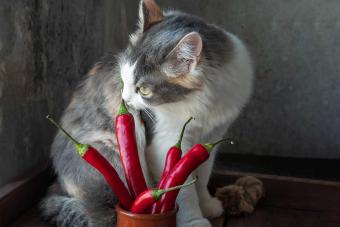 https://cf.ltkcdn.net/cats/images/slide/303765-850x566-cat-with-hot-peppers.jpg