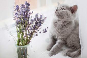 https://cf.ltkcdn.net/cats/images/slide/303767-850x566-cat-with-lavender.jpg