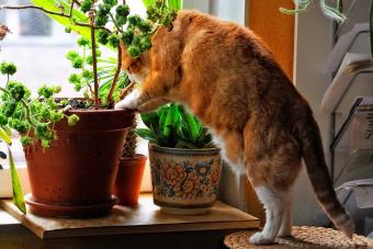 cat trying to get into potted plant on window sill