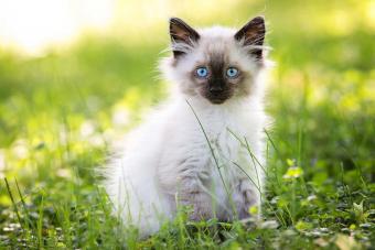ragdoll kitten on grass