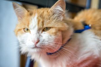 cat with abscess
