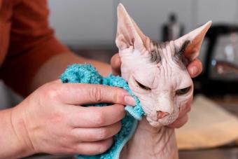 owner putting warm compress on cat wound