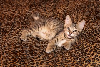 Pixie Bob Kitten on Leopard sheets