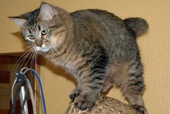Pixie-Bob Cat Sitting