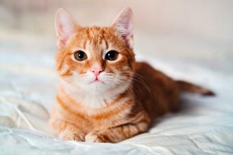 orange cat on bed