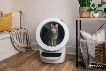 Photo of a gray cat standing in the Litter-Robot 4 by Whisker.