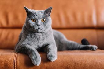 gray cat on couch