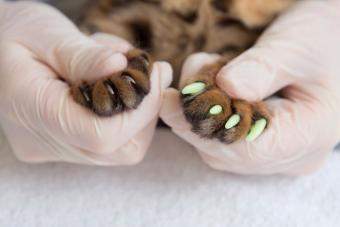 Veterinarian puts special caps on the cat's claws