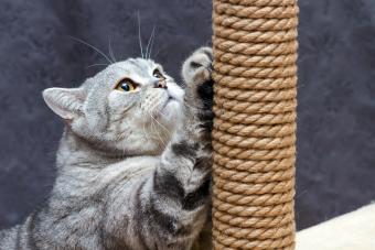 Cat scratching a brown post