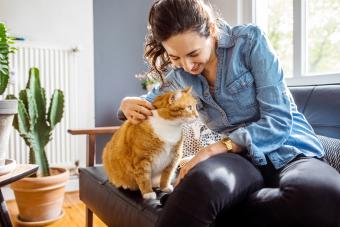 Better Alternatives to Declawing Your Cat