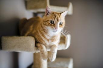Tabby cat lying on scratching post