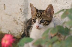 Kitten outdoors