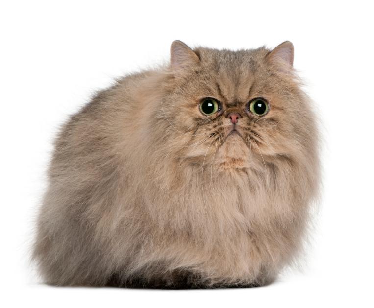 7 Fascinating Persian Cat Facts (Truly Unique Felines) LoveToKnow