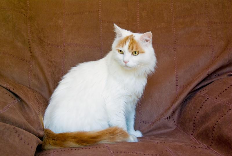 Turkish Van Cat History And Characteristics Lovetoknow Turkish Van Cat History And Characteristics Lovetoknow