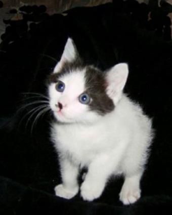 japanese bobtail kittens for sale