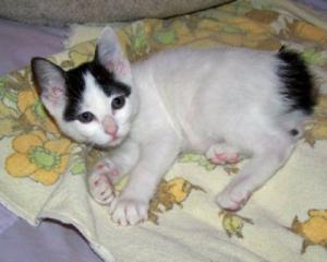 Panda at 11 weeks; Image used with permission from Dawn Benhaim.