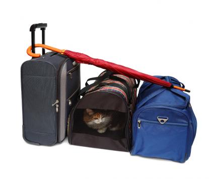 Cat in a travel bag