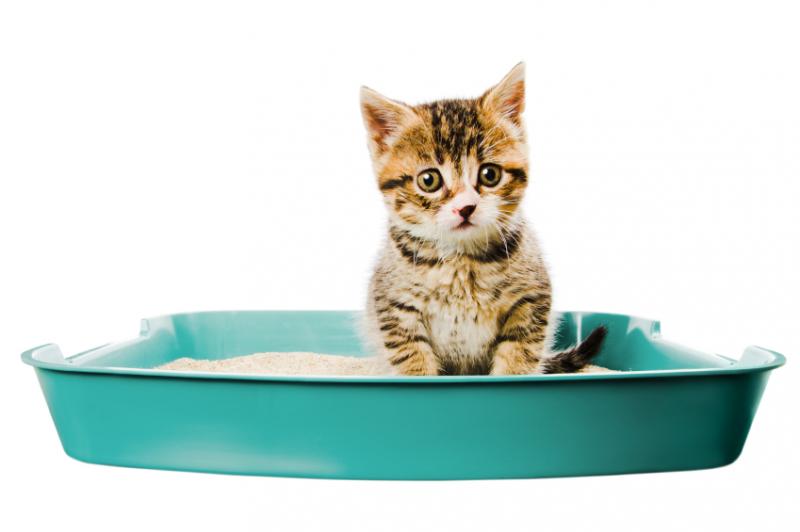 Tips for House Training Cats LoveToKnow