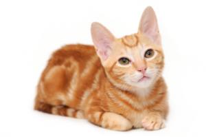 name for female orange tabby cats