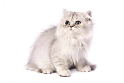 chinchilla persian