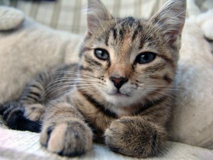 gray kitty