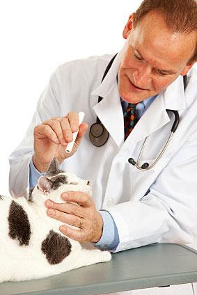 Vet examining a cat