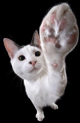 Cat with outstretched paw