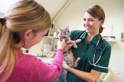 Cat being examined