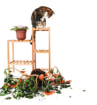 cat destroying plants