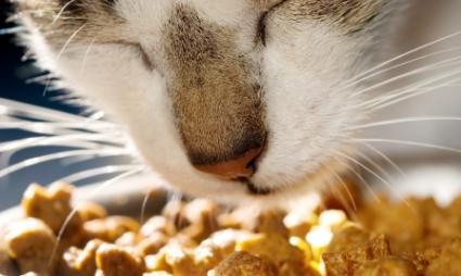 Cat eating dinner