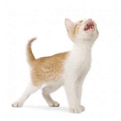 Do Kittens Lose Their Baby Teeth? | LoveToKnow