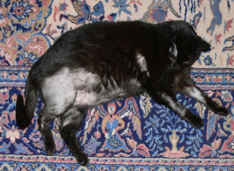 Feline Endocrine Alopecia LoveToKnow