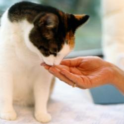 Cat eating out of hand
