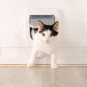 Cat door