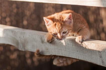 Kitten about to fall