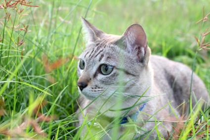 Cat in grass