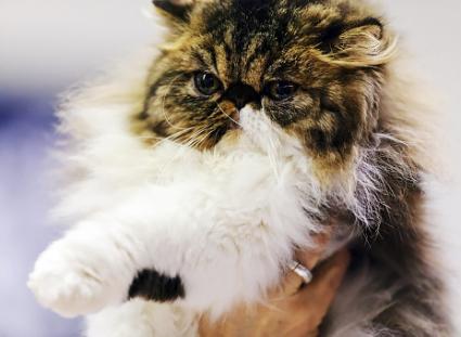 show cat