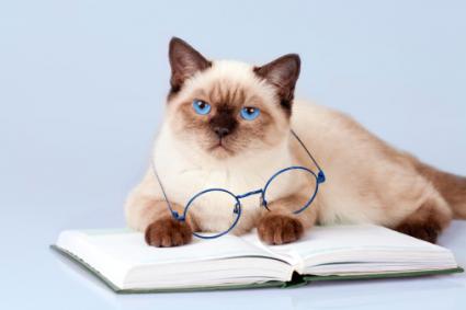 studious cat