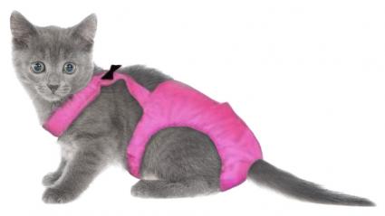 Shorthair kitten in diapers