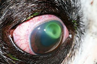 Corneal Ulcers In Cats Eyes Corneal Ulcers In Cats Eyes
