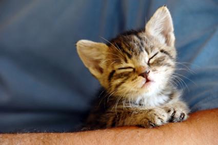 Photo of contented kitten cuddled in man's arm