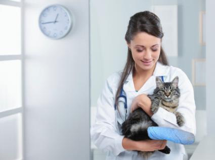 Veterinarian,veterinarian near me,veterinarian salary,how much do veterinarians make,emergency veterinarian